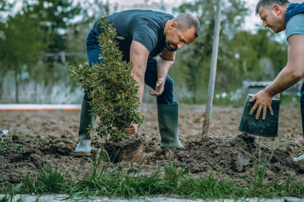 Tree and Shrub Care in Montello, WI